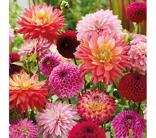MarkLaneTV's tweet photo. Join me from 10am til 12pm on @qvcuk  tomorrow (Friday). Gorgeous plants, tools, furniture and garden decor with the lovely @Craigrowe_TV for 'Love Gardening with Mark Lane'. #qvc #qvcalwayswithyou https://t.co/InFziP5wDH