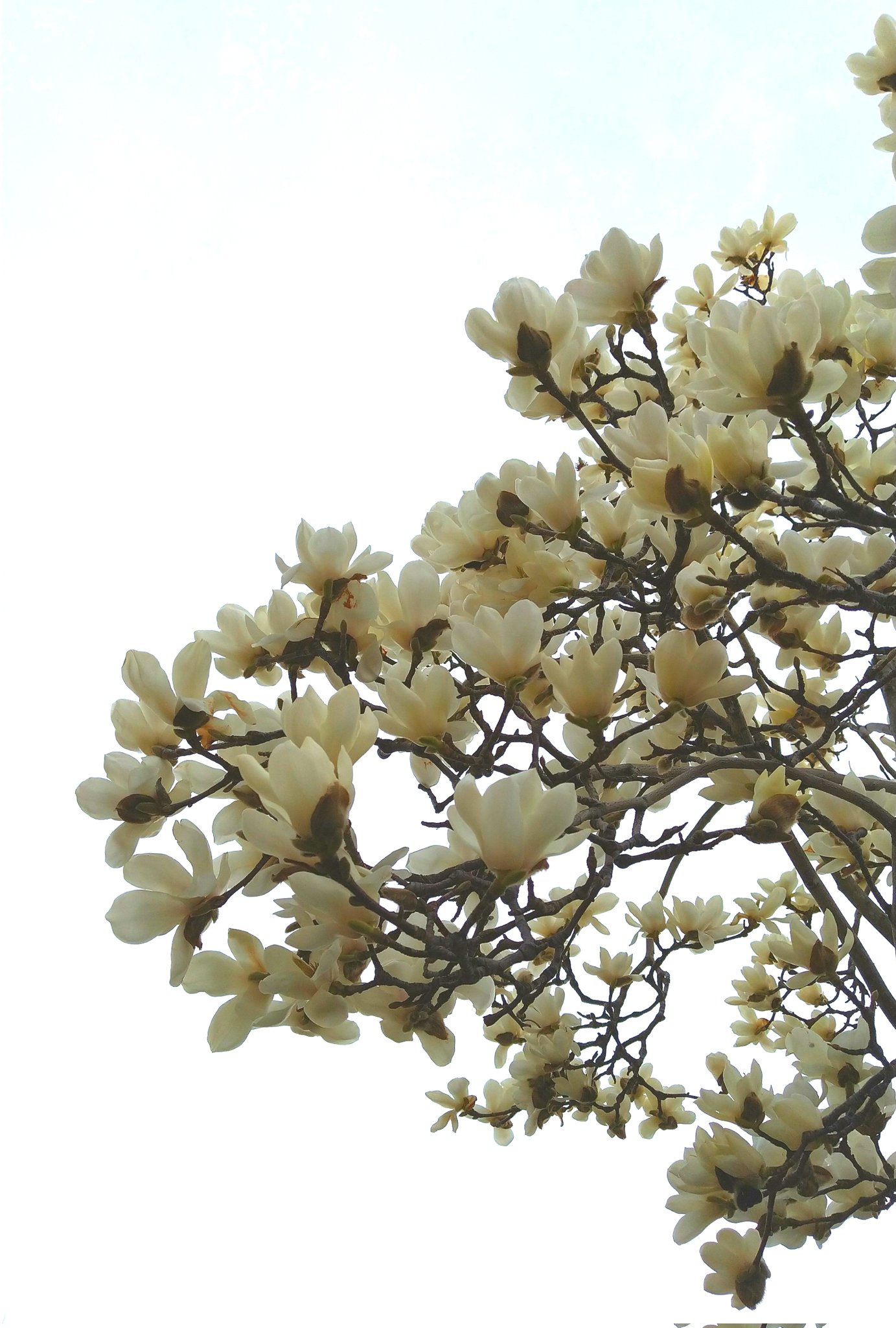 ケイト 月の雫をほのかに浴び 気高く甘き香り いつか知らずに心惹かれ 我が胸はときめく マグノリア 木蓮 の花が満開 マグノリア 木蓮 マグノリアの君 風と共に去りぬ T Co 2kuqnzadrr Twitter