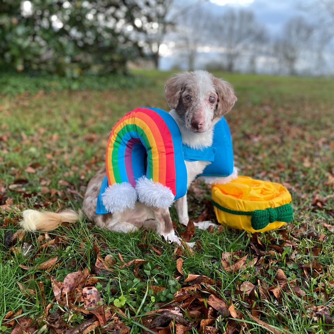 TheGBHS's tweet photo. Top o' the morning & happy #StPatricksDay from all of us at GBHS and Violet of the #FURtasticFour π
She is the pot of gold at the end of the rainbow! πβ¨
Please consider giving to the Hoarding Rescue Fund by visiting https://t.co/3K80EeFTeb https://t.co/z4nsLPiy2E