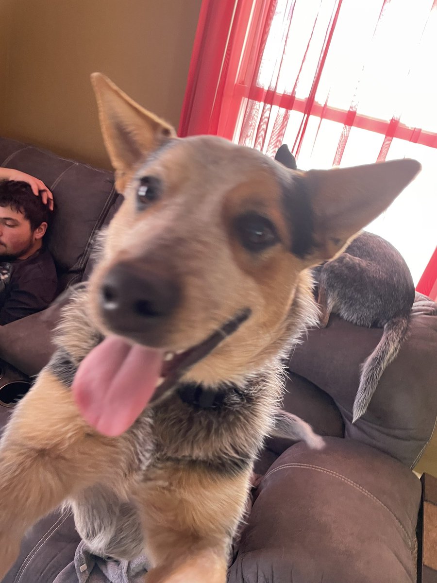 AmandaOvery's tweet photo. Endless adventures with this crazy pup  #BuschBarkBracket #contest https://t.co/m2nhQopNzi