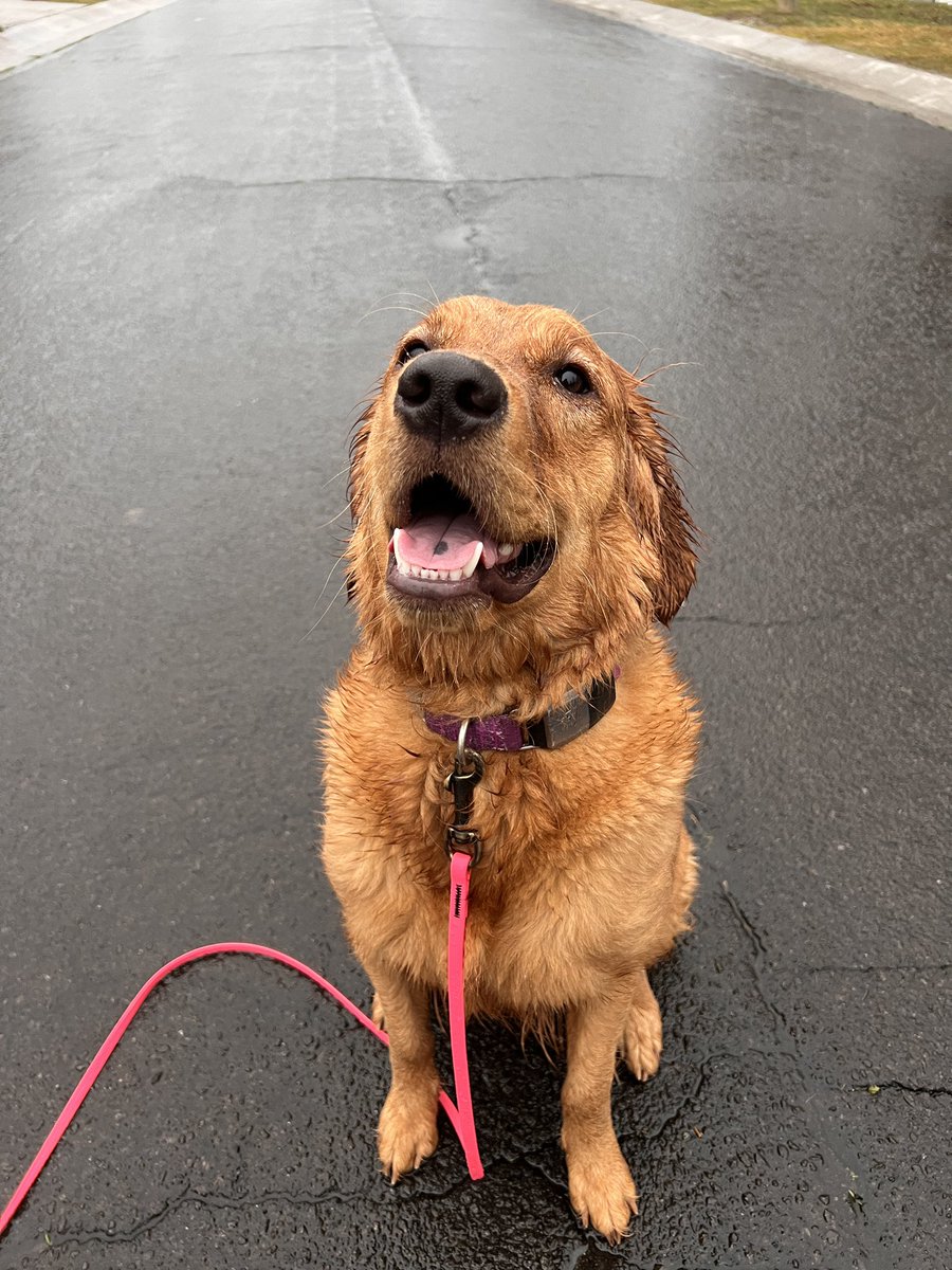 I wike wet walks in da rains #dogsofinstagram #dogsoftwitter #twitterdogcommunity #goldenretriever