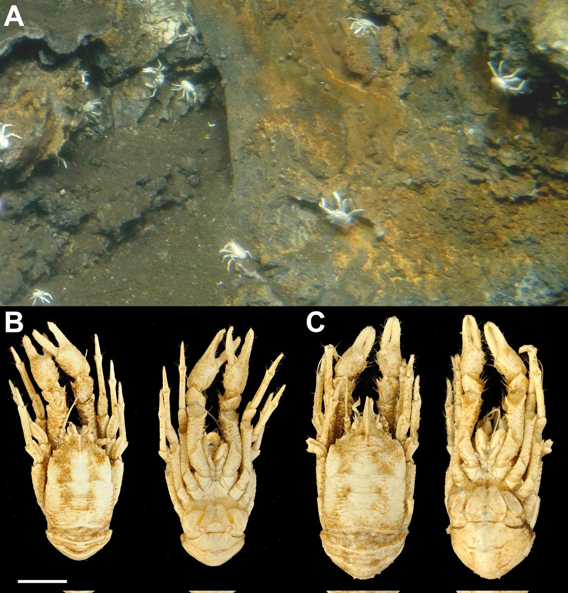JaninaLeix's tweet photo. Published just in time before my disputation - find out who's piggybacking on deep-sea decapods: https://t.co/QTckGBj5YE https://t.co/E461ra3aRb