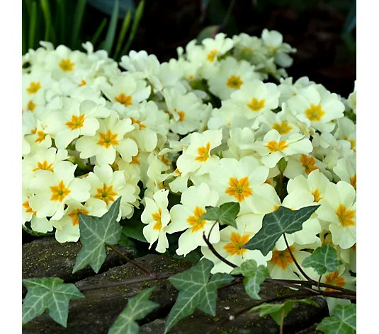 MarkLaneTV's tweet photo. Join me from 10am til 12pm on @qvcuk  tomorrow (Friday). Gorgeous plants, tools, furniture and garden decor with the lovely @Craigrowe_TV for 'Love Gardening with Mark Lane'. #qvc #qvcalwayswithyou https://t.co/InFziP5wDH