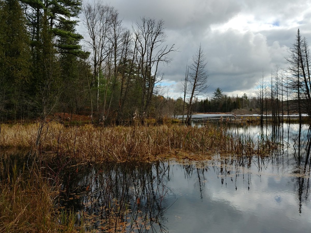 DUContario's tweet photo. Site visits are a chance to check on the health of the wetland habitat but also an opportunity to check in with conservation colleagues.
#scugog #cloca #autumn #conservation https://t.co/CgtbYYu1C2