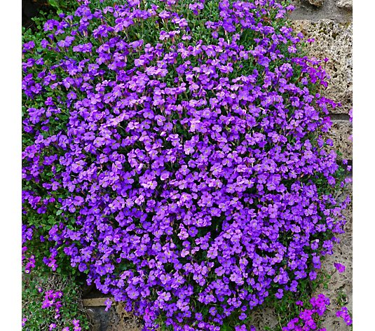 MarkLaneTV's tweet photo. Join me from 10am til 12pm on @qvcuk  tomorrow (Friday). Gorgeous plants, tools, furniture and garden decor with the lovely @Craigrowe_TV for 'Love Gardening with Mark Lane'. #qvc #qvcalwayswithyou https://t.co/InFziP5wDH