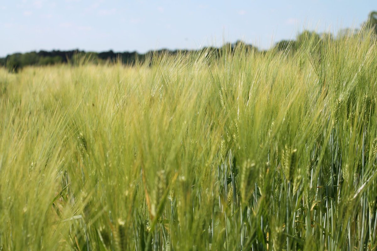 Over 165 million tons of barley, the main ingredient in many beers, is produced annually worldwide. Agricenter doesn't produce quite that much, but it will end up in a few beers! #happystpatricksday