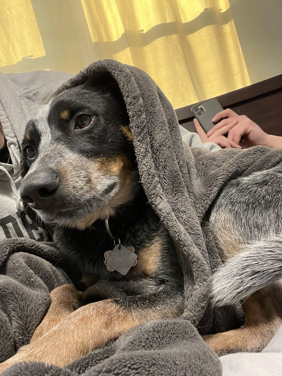 AmandaOvery's tweet photo. Gotta love this goofball  #BuschBarkBracket #contest https://t.co/q8NGzgbuLM