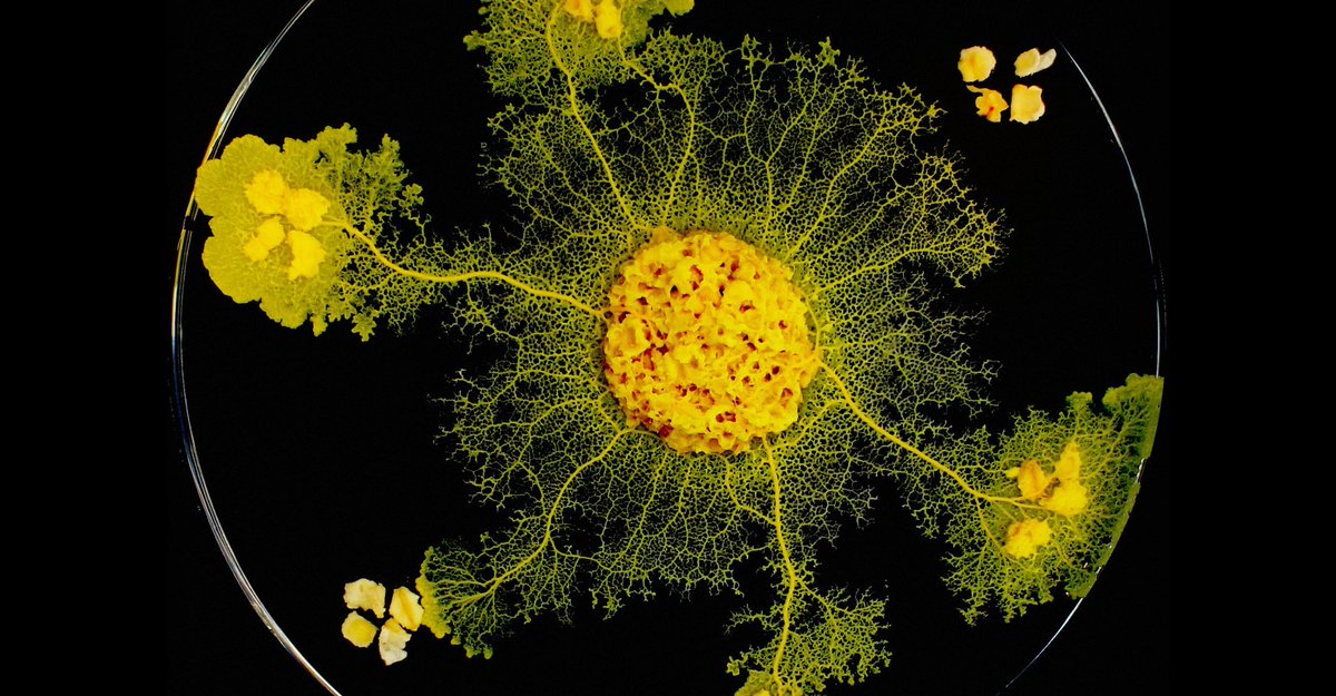 biologicalily's tweet photo. I am now a fan of slime moulds! After a fascinating seminar by @Docteur_Drey on how they can problem solve and communicate with each other. They are so smart! @UoABioSci #SBSseminarUoa https://t.co/wZFFxSdHbD