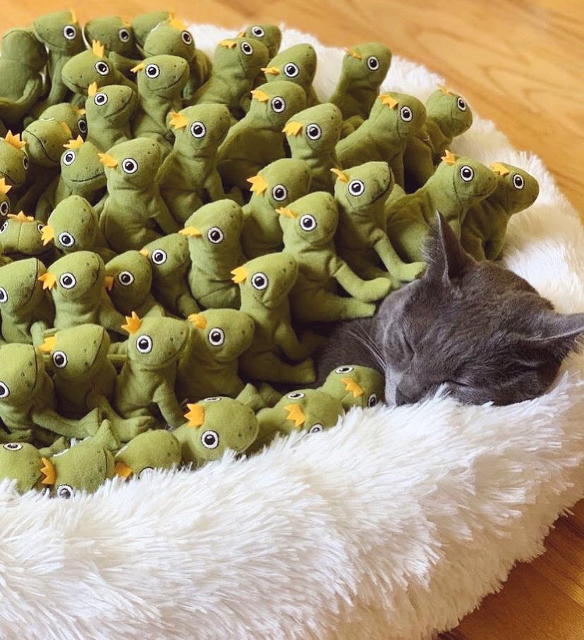 PawsomeCouture's tweet photo. Mochi &amp; her froggo friends are the perfect #stpatricksday vibe 💚💚💚💚 @mochikittyfrog in our Calming Pet Bed 🤍

Shop here: https://t.co/V3WWJY3w82 https://t.co/ckqJOJuMev