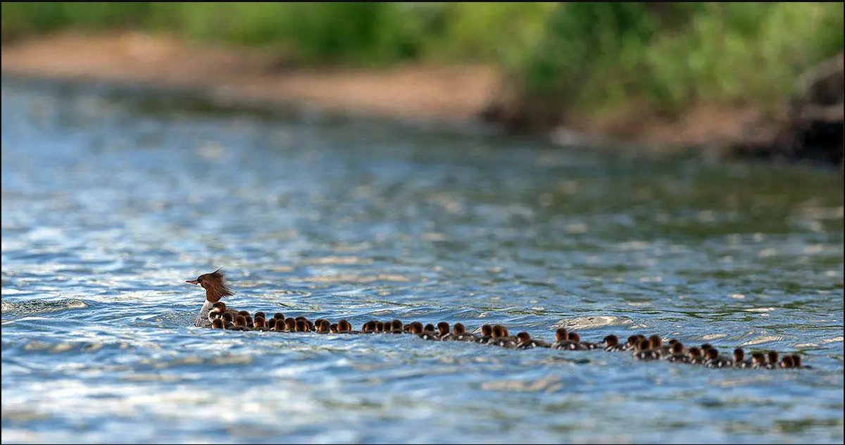 Rainmaker1973's tweet photo. This female red-breasted merganser in Minnesota has 76 ducklings in her care: a remarkable image that amateur wildlife photographer Brent Cizek captured on a recent trip to Lake Bemidji, about 150 miles northwest of Duluth, Minn [source: https://t.co/JbpWJ5VgwV] https://t.co/vJ5vEnDz4T