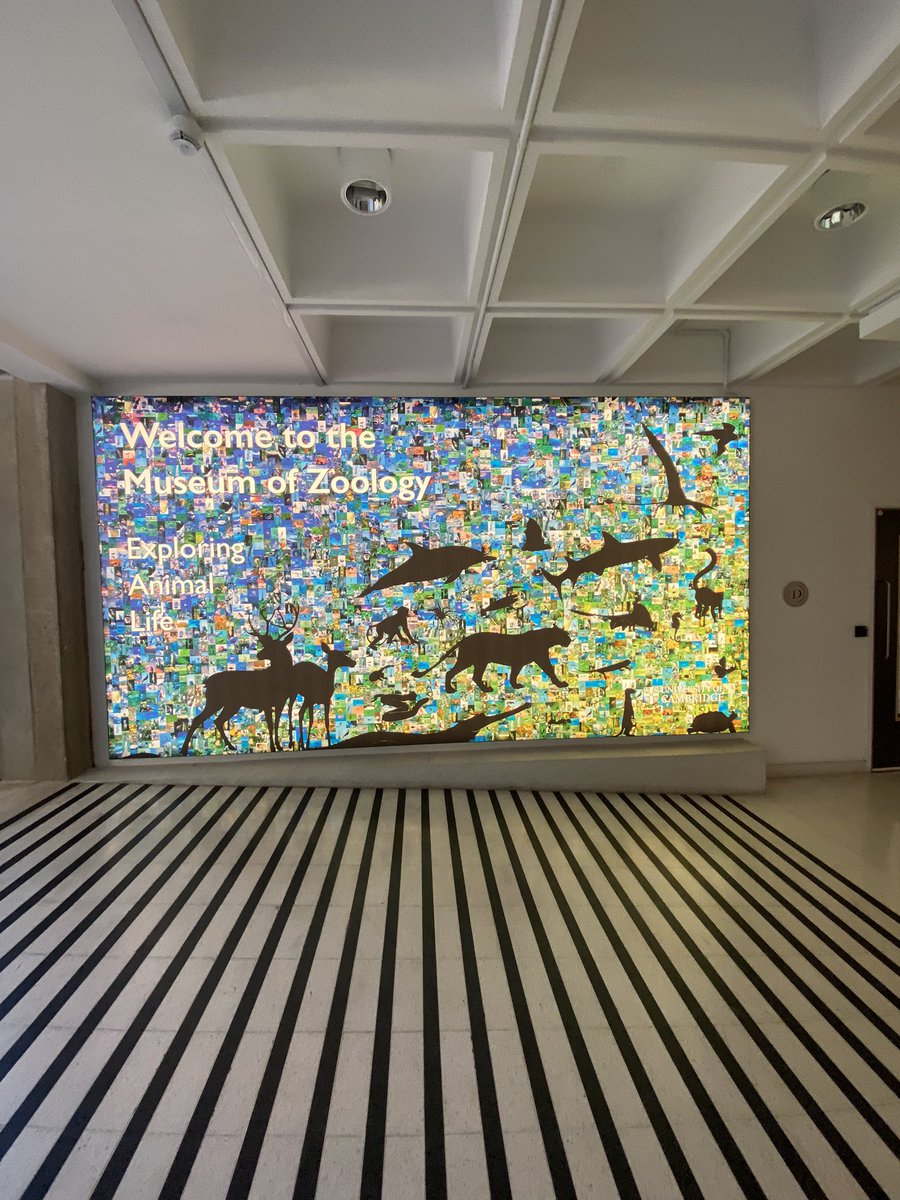 Ashtons Legal LLP (@ashtonslegal) on Twitter photo We’re here <a href="/ZoologyMuseum/">Museum of Zoology, Cambridge</a> for #AshtonsLegal #TreasureHunt22 Stay tuned for updates throughout the evening! 🦕🦦 We’re here <a href="/ZoologyMuseum/">Museum of Zoology, Cambridge</a> for #AshtonsLegal #TreasureHunt22 Stay tuned for updates throughout the evening! 🦕🦦