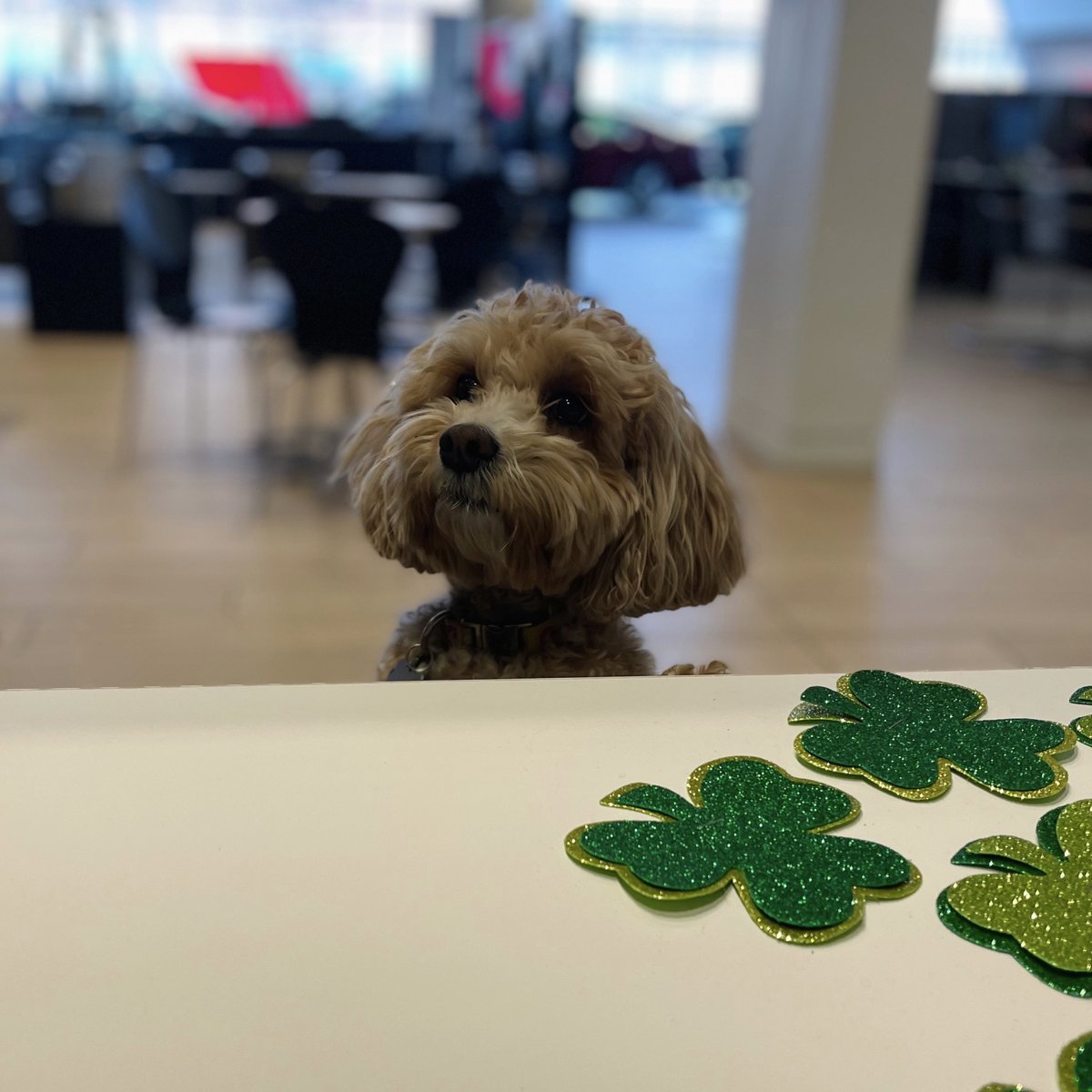 Audi_Brookline's tweet photo. Looking for gold at the end of the 🌈 

Happy St. Patrick’s Day! ☘️🇮🇪
☘️

☘️

☘️
. . . . . . . . . . . . 
#stpatricksday #saintpatricksday #luckoftheirish #happystpatricksday #stpatrick #luck #shamrock #potofgold #fourleafclover
.

.

.

#herbchambers #herbchambersa ... https://t.co/mUXQHvHHRl