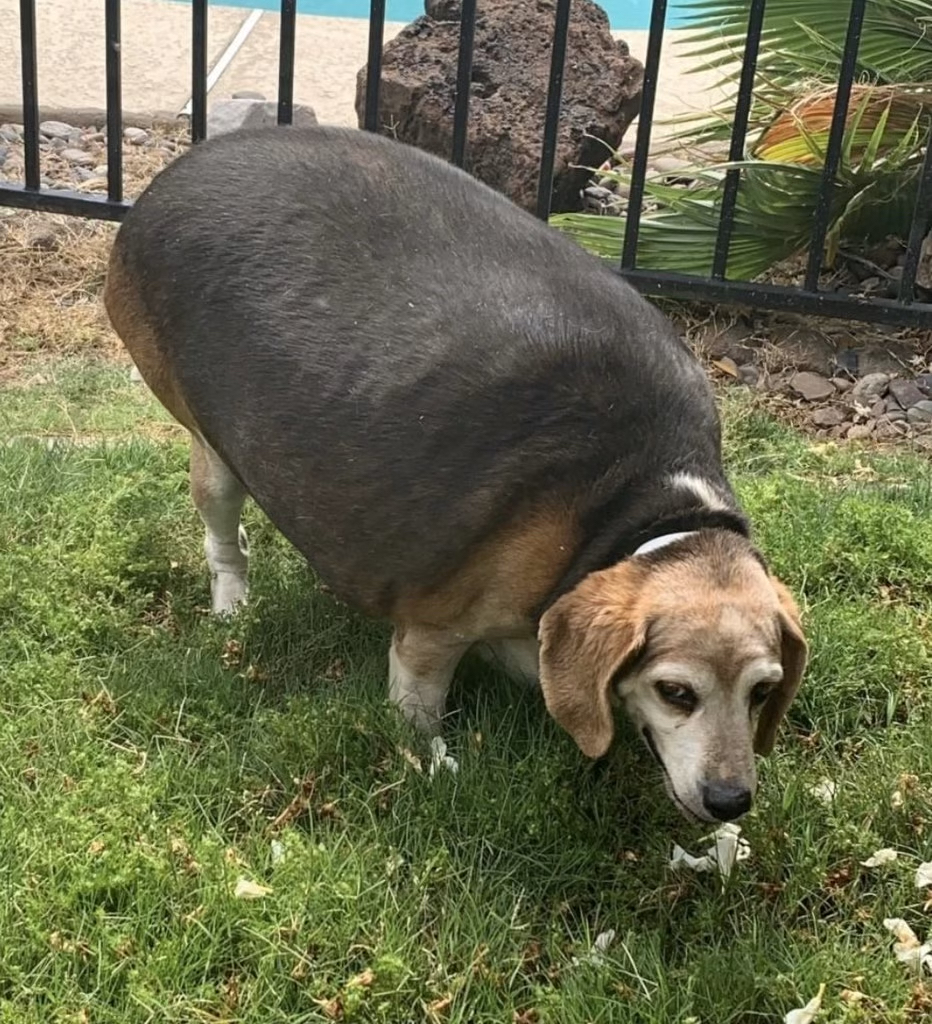 JustFoodForDogs's tweet photo. Meet Wolfgang. When he was rescued, he weighed 89 pounds. He couldn’t fit through the doggy door and could barely walk to the mailbox. Today, 3 years later, he is down to 27 pounds. We are so proud to be a part of his journey ❤️ https://t.co/mxMGwR0dgw