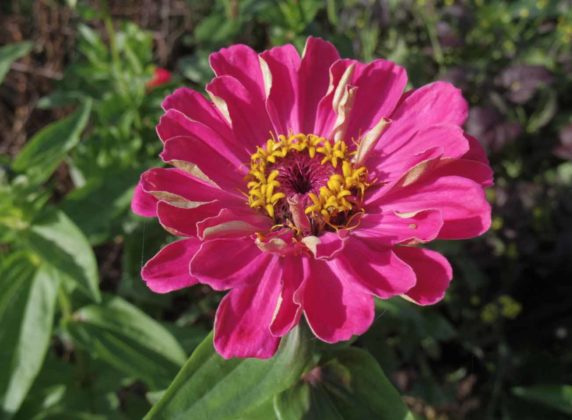 Zinnias should be sown at the end of March. Find our growing guide:  theenglishgarden.co.uk/plants/a-guide…

#garden #gardening