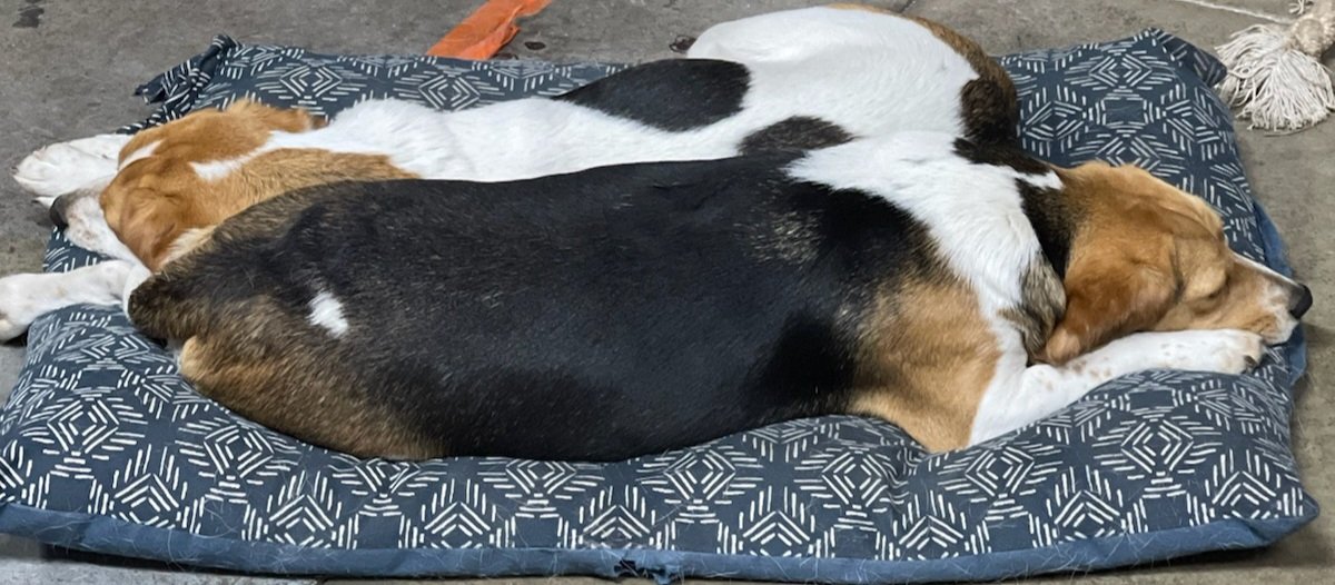 HideSteel's tweet photo. STEEL HIDE quality control #Naptime. A little ahead of schedule π€£ #beaglesOnABreak #beagle #beaglelife #Puppies #1yrold #princesses https://t.co/ML25IcsA9A