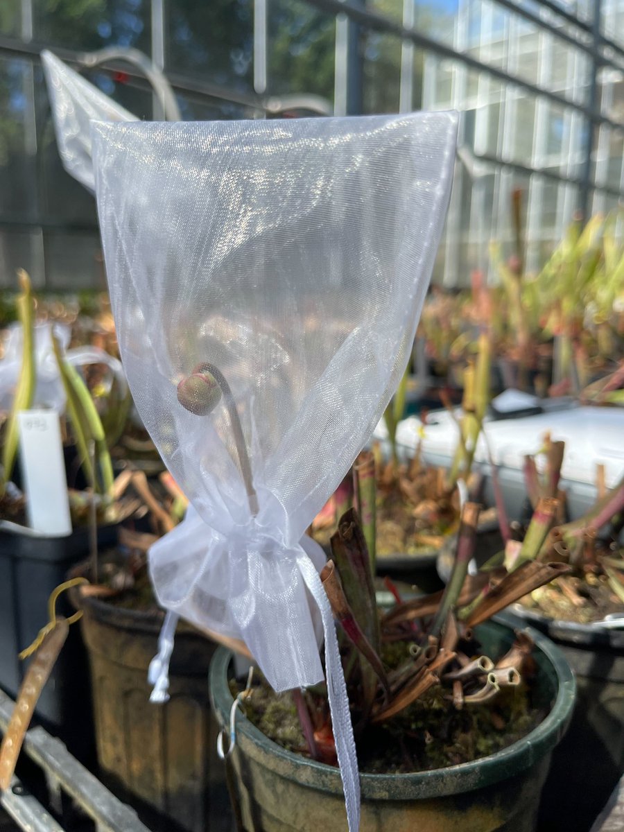 laeserman's tweet photo. Please share! We are hiring two summer students to work on seed and pollen banking, herbarium voucher prep, and the DNA biorepository! Positions are full time for 10 weeks. Link to apply:  https://t.co/m0lGImavqg https://t.co/VEKEm5oqbQ