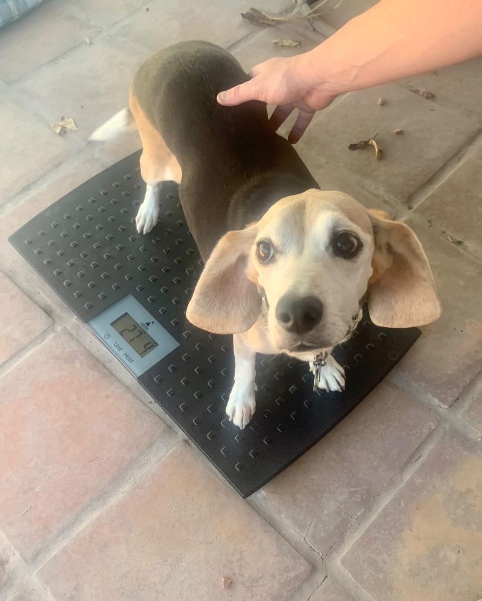 JustFoodForDogs's tweet photo. Meet Wolfgang. When he was rescued, he weighed 89 pounds. He couldn’t fit through the doggy door and could barely walk to the mailbox. Today, 3 years later, he is down to 27 pounds. We are so proud to be a part of his journey ❤️ https://t.co/mxMGwR0dgw