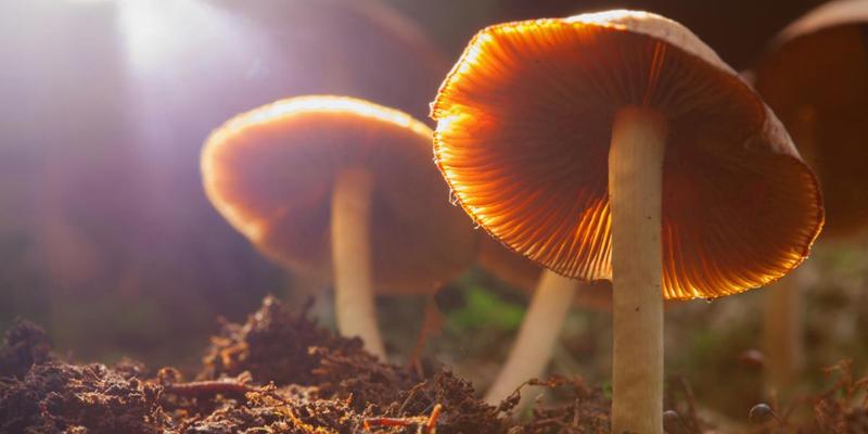 spabusinessmag's tweet photo. Psychedelic healing is the focus of GWI’s latest initiative @Global_GWI #wellness #wellbeing #wellnessindustry #mentalhealth #research #psychedlics #pyschedelichealing #psilocybin https://t.co/Xlt0M3lEDu https://t.co/eBBgZU1fQW