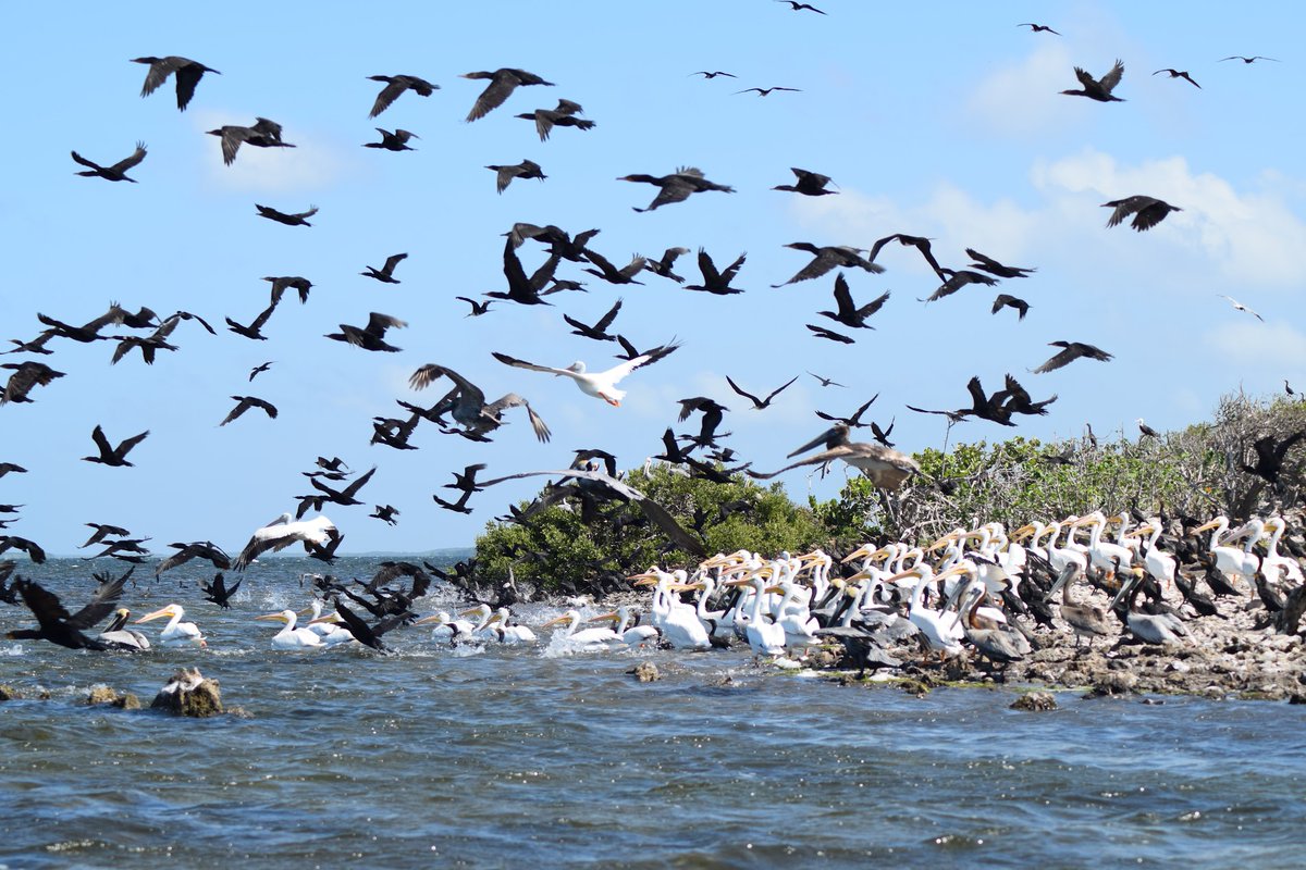 Rutopía | Viajes auténticos por México 🍃 tweet media
