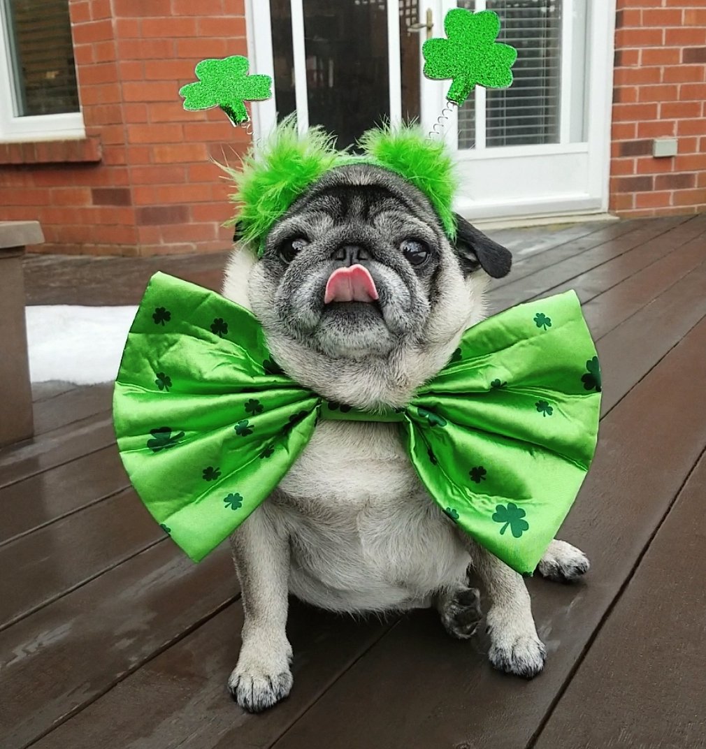 Happy #StPatricksDay #pug
Instagram.com/lil_pickles_da…
