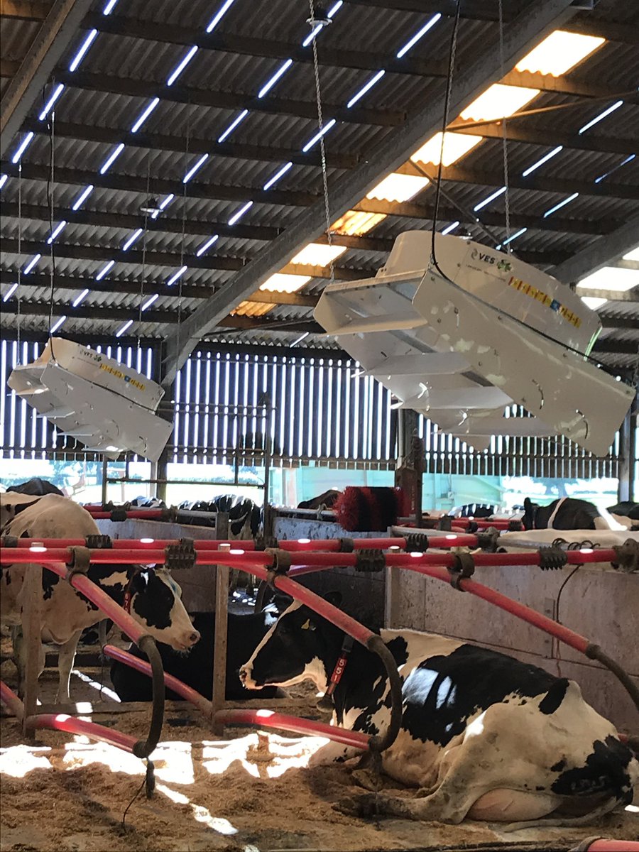 Effective ventilation and airflow has many benefits not only keeping the cows cool in warm humid weather, it also stems conditions bacteria require to multiply to discuss your requirements speak to <a href="/WynnstayGroup/">Wynnstay Group</a>  #biosecurity #cowcomfort