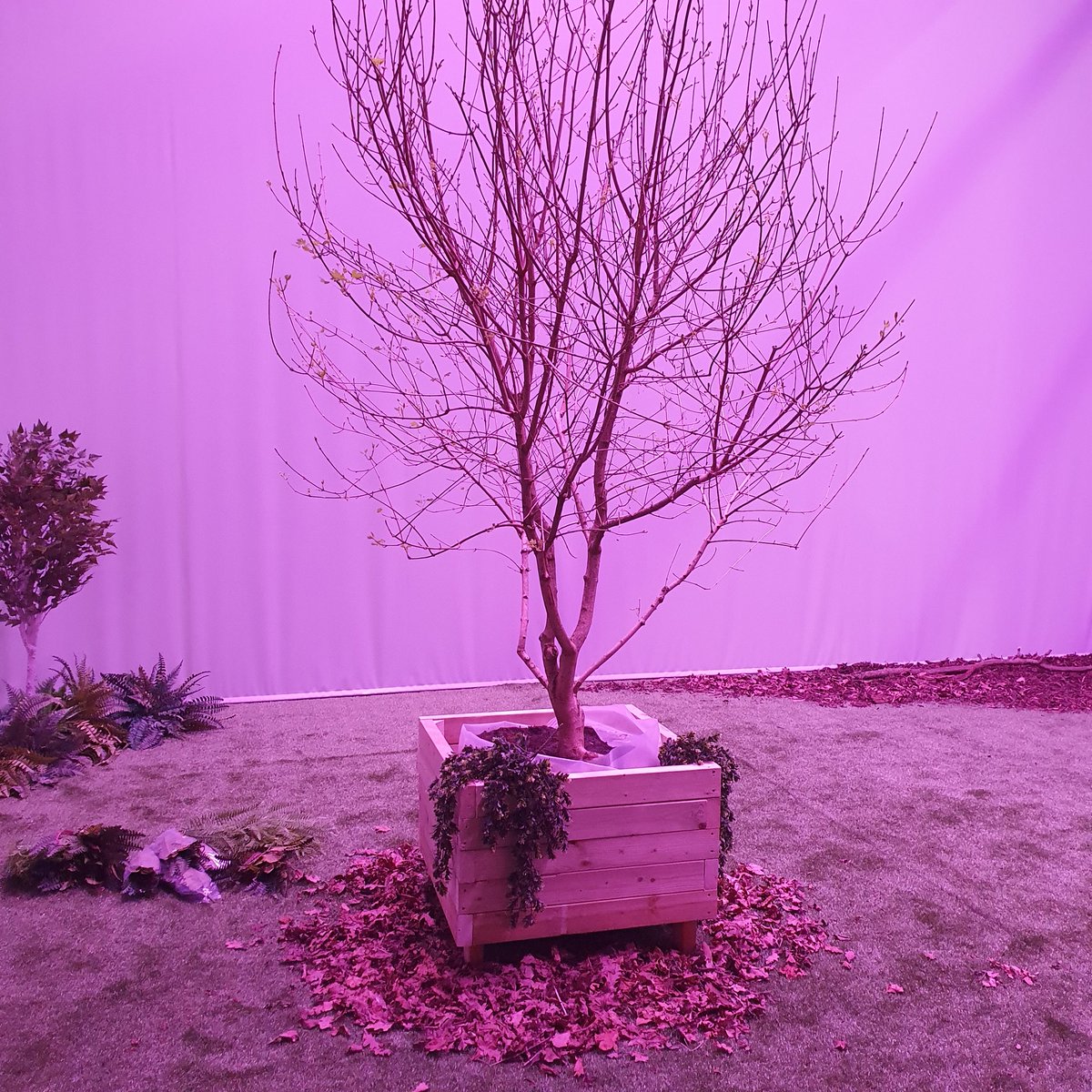 PearlPlace_'s tweet photo. Why is the lighting pink in the park at PEARL? Because the tree needs a blend of deep blue and near infrared light (with a dash of green) to stay healthy and grow while waiting for the @REGEN_Study experiment to start. Lots of fresh leaf buds and some leaves starting to appear. https://t.co/GKUvdZzSpx