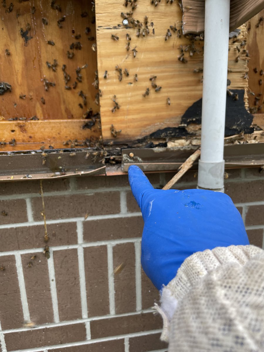 orlandobeeguy's tweet photo. Dennis the Bee Guy, Patrick, and Jesse did a whole photoshoot at this job 😂 
The weather is nicer today which means nicer bees 🐝🐝🐝 happy bees, happy life... that’s how that saying goes, right? 😁🐝🐝 #savethebees https://t.co/bsEcpTHDI5