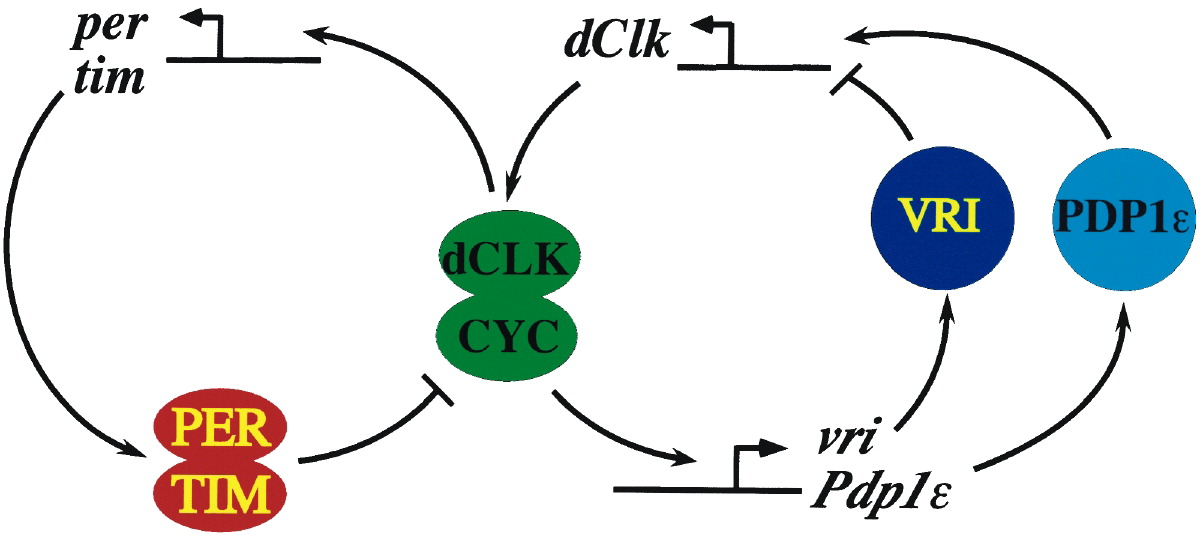 SRBR_Outreach's tweet photo. #ThrowbackThursday to 2003. Cyran et al. discover a second feedback loop involving vrille, Pdp1 and Clock in the molecular clockwork of the 🪰. @CellCellPress @justinblau01 #circadian #clock #flyclock (https://t.co/2Uy4kX3KWQ) https://t.co/GbF336NfkV