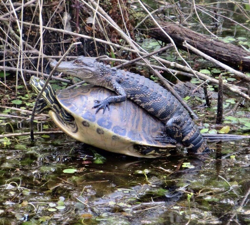 GatorsDaily's tweet photo. to infinity... and the POND!!! https://t.co/dSOn0Ah1B9