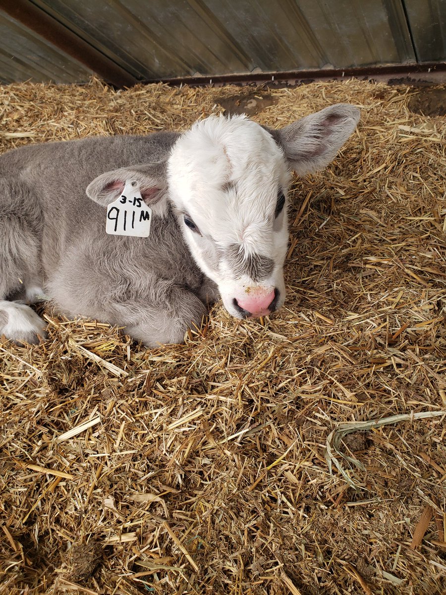 claymore_cowboy's tweet photo. If this doesn't win the Cutest Calf of the Day then I don't know what will. https://t.co/8G3RIYfAbD