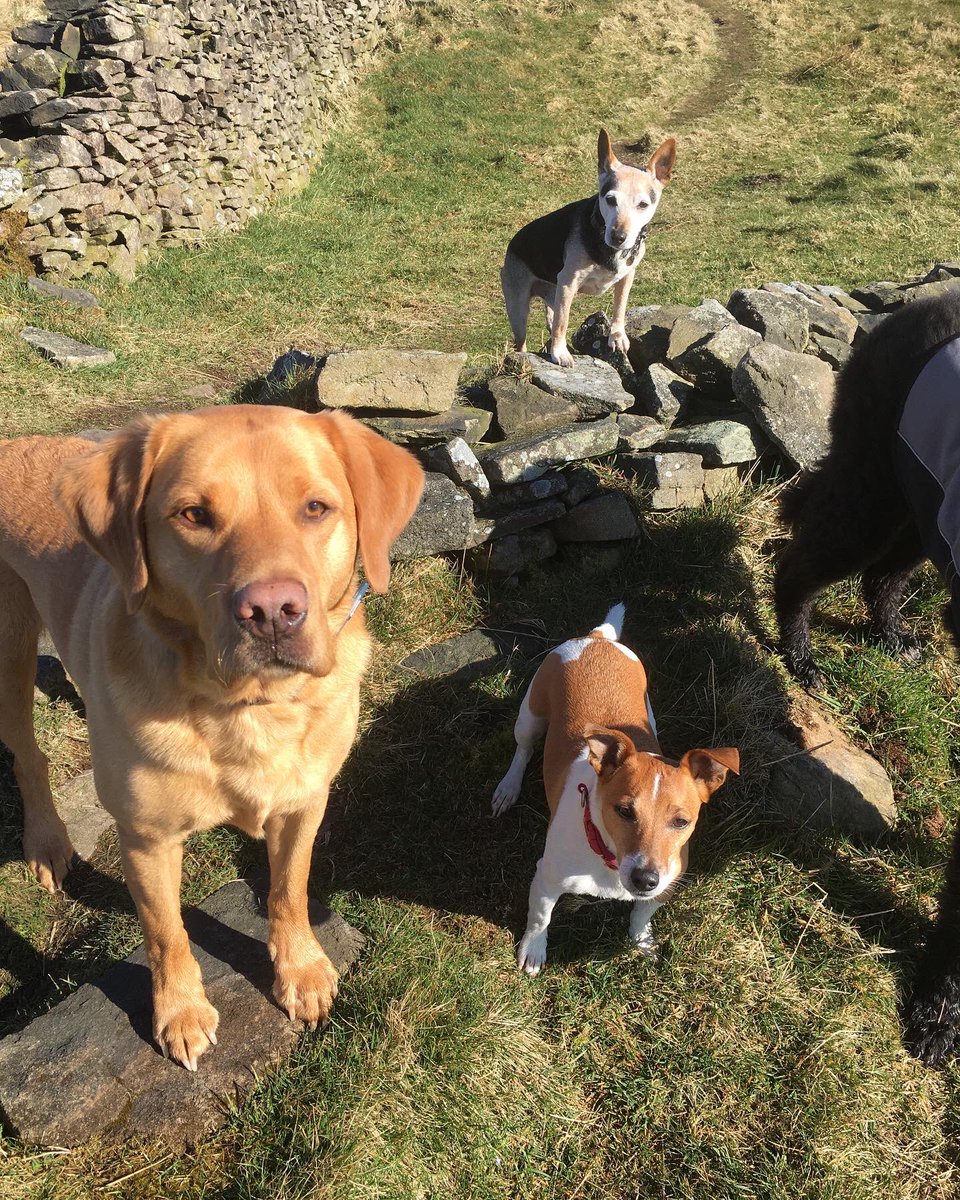 PeakWags&Woofs tweet media