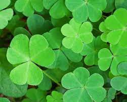 Happy St. Patricks day! We hope you find a big pot o' gold today!

#UnitedCancerSuportFoundation #StPatricksDay