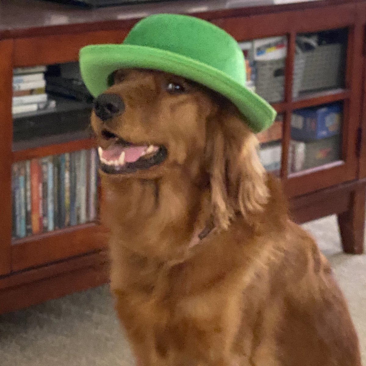 scirix67's tweet photo. Happy St Pawtricks Day from IG’s @mariposathegoldenretriever (not an #Irishsetter, just a spoiled #goldenretriever ) https://t.co/16F7g3q8lB