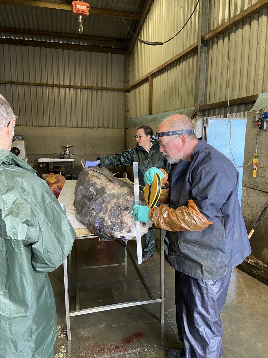 Necropsy conducted yesterday by CSIP pathologist James Barnett and #CMPT volunteers. 3.96m juvenile female shark, with evidence of live stranding (sand running through part of the digestive tract). Also possible signs of infection, although this requires further investigation.