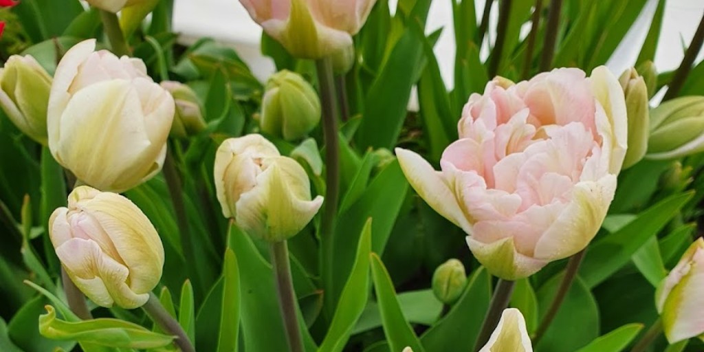 Luxury double tulips planned for April and May to mix with the pretty scented narcissi and cherry blossom.  We have to be so patient but it will be but it will be worth the wait!

#oversleyflowers #alcesterflowers