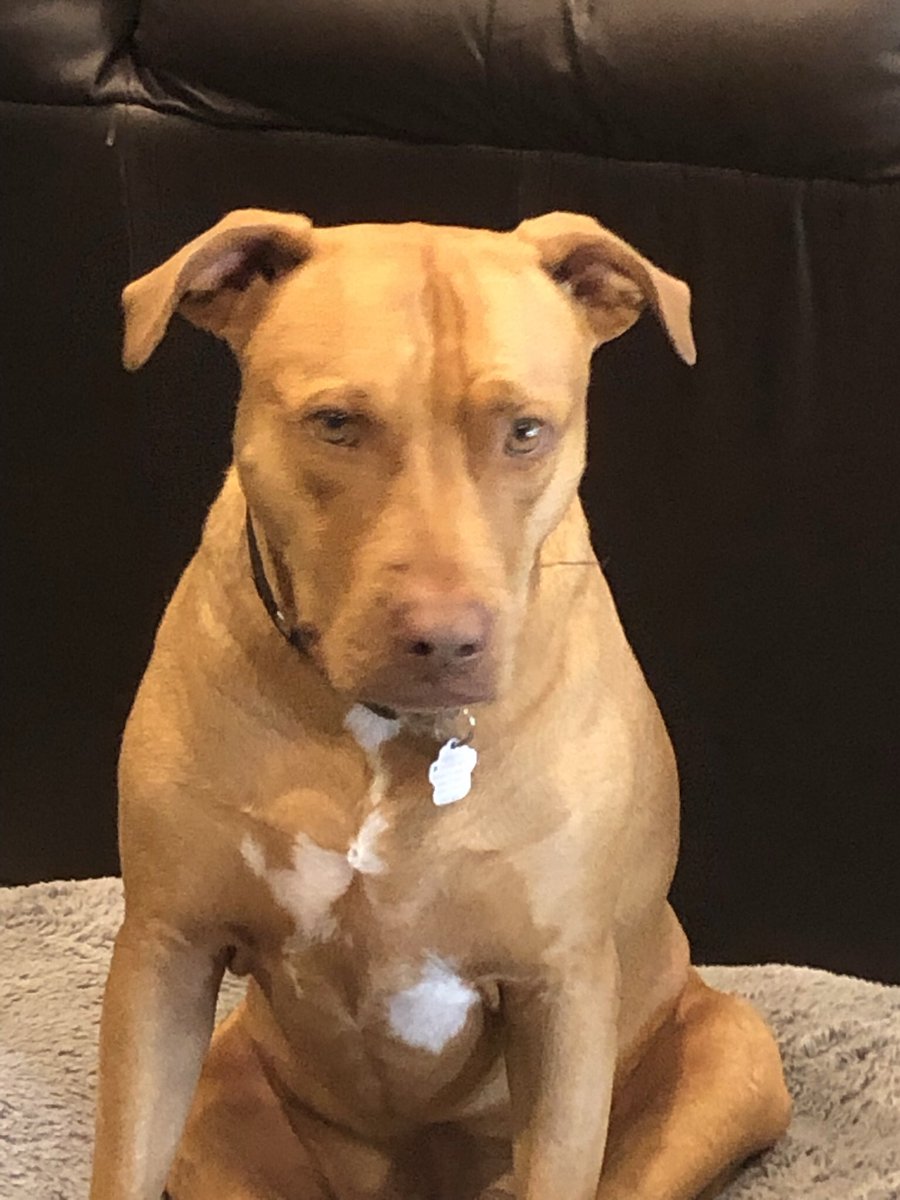 sydenhamkennedy's tweet photo. @iloveeverydoggy Canela (wearing sweater) is our second rescue after Max passed back in December. Both from the D.R. 🇩🇴 #petrescue #DCDR https://t.co/NmXClDBkpp