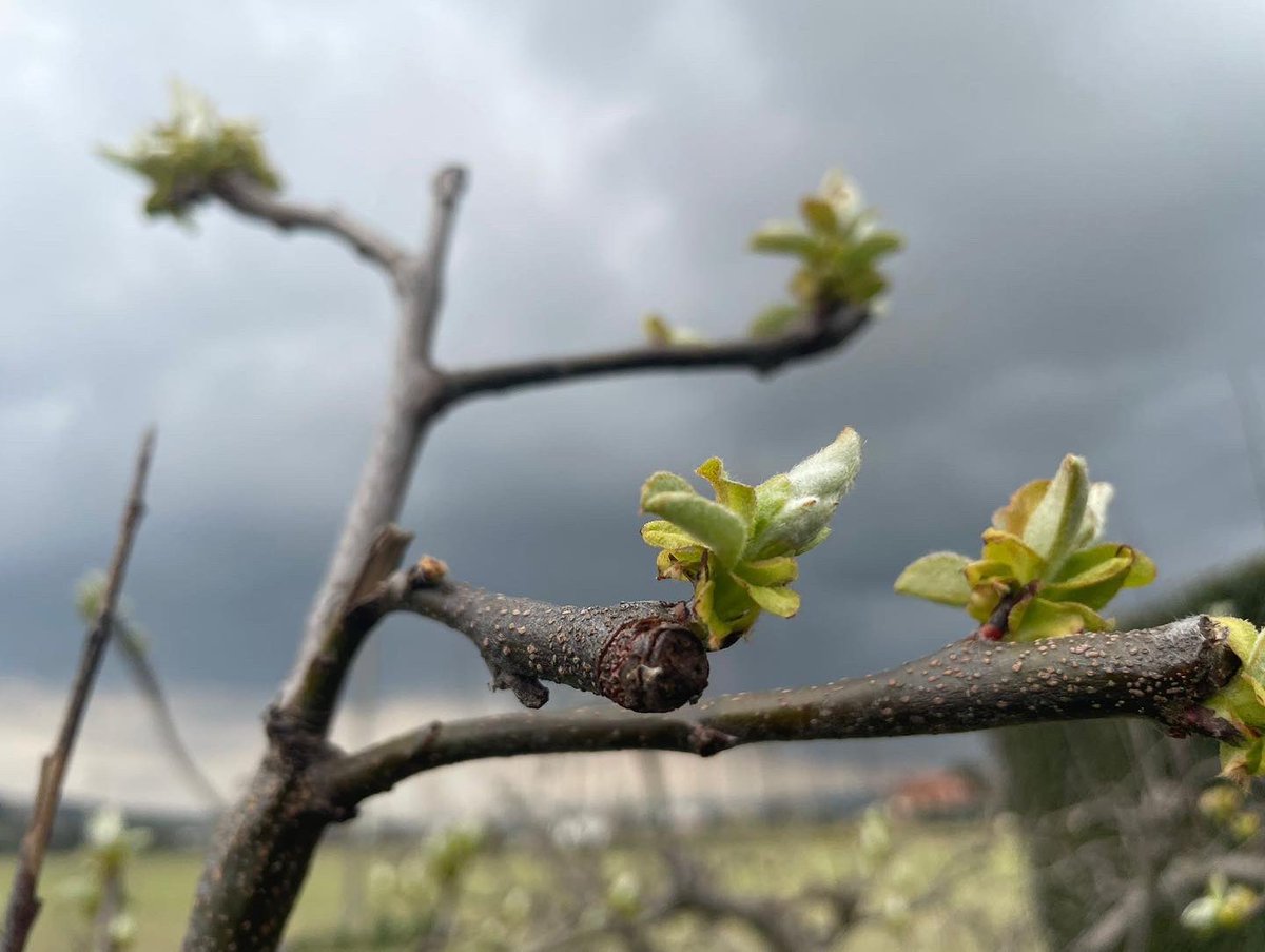 Rurabilandia's tweet photo. Fiori di melo, cotogno e camomilla dai nostri poderi. È il risveglio della natura: meraviglia per gli occhi e il cuore. Azienda agraria Domenico Ricciconti. ASP2 Teramo #solocosebelle #futuro #green https://t.co/xP2uVHUURA