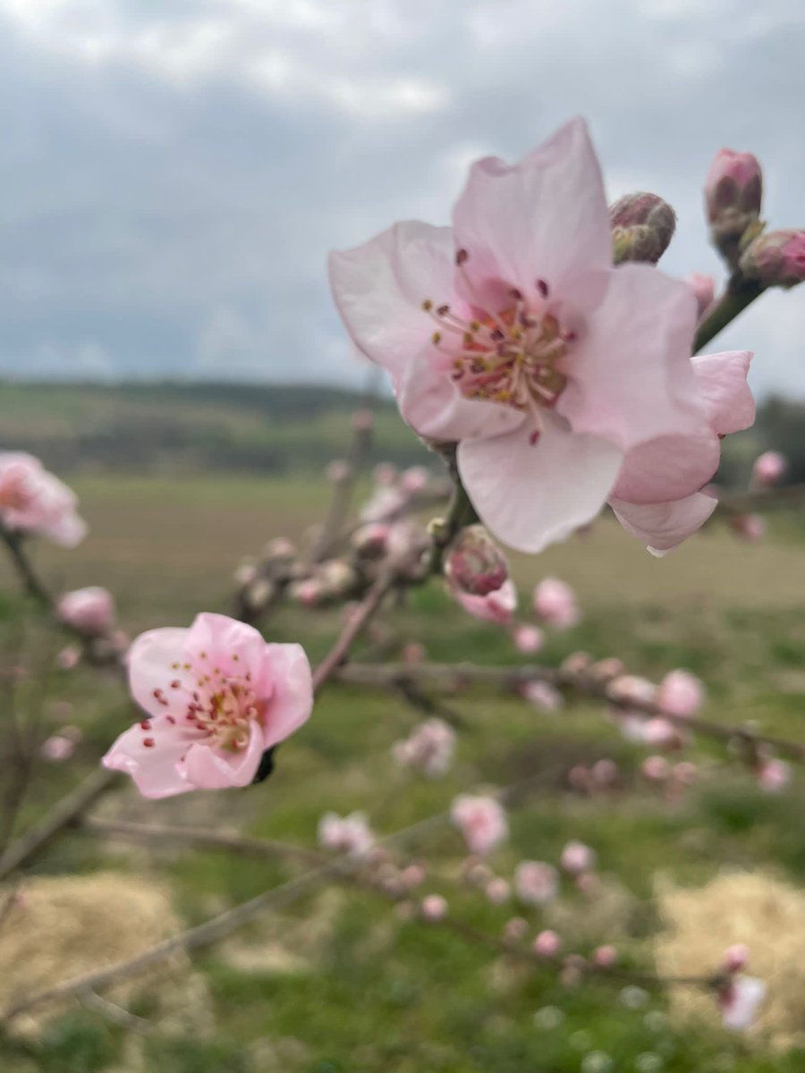 Rurabilandia's tweet photo. Fiori di melo, cotogno e camomilla dai nostri poderi. È il risveglio della natura: meraviglia per gli occhi e il cuore. Azienda agraria Domenico Ricciconti. ASP2 Teramo #solocosebelle #futuro #green https://t.co/xP2uVHUURA