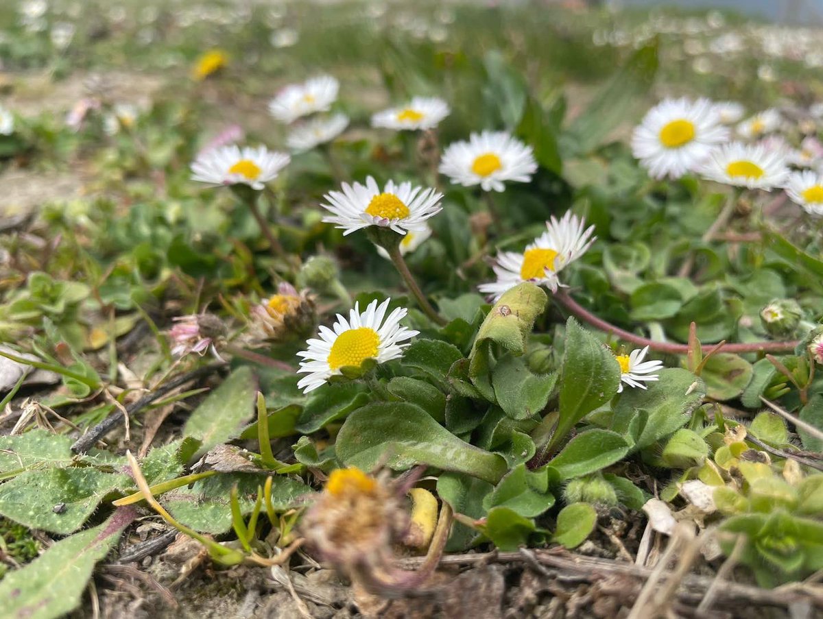 Rurabilandia's tweet photo. Fiori di melo, cotogno e camomilla dai nostri poderi. È il risveglio della natura: meraviglia per gli occhi e il cuore. Azienda agraria Domenico Ricciconti. ASP2 Teramo #solocosebelle #futuro #green https://t.co/xP2uVHUURA