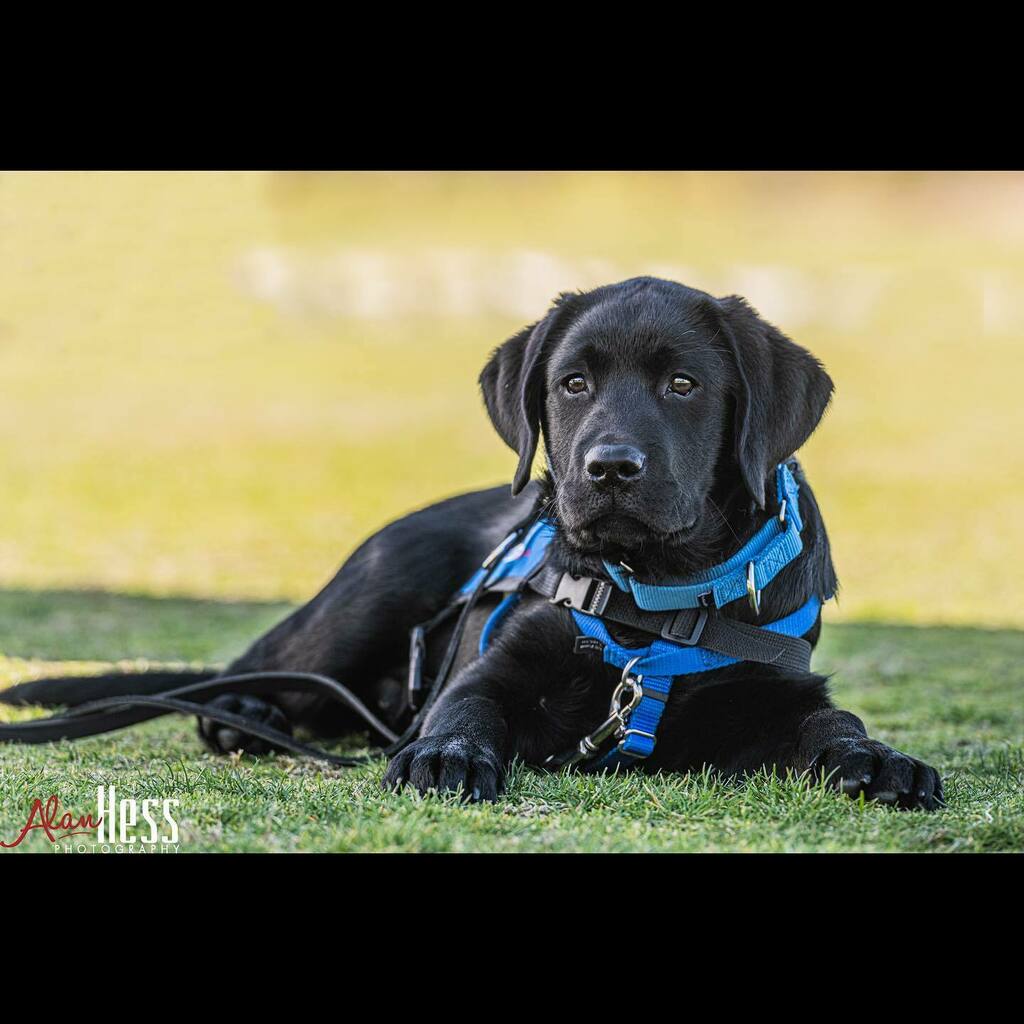 ShotLivePhoto's tweet photo. Meet the newest @freedomdogsorganization service dog in training. #dogsofinstagram #freedomdogs #heroesforourheroes #sandiego https://t.co/tQmaJRrW7s https://t.co/pbjbDiPGQe