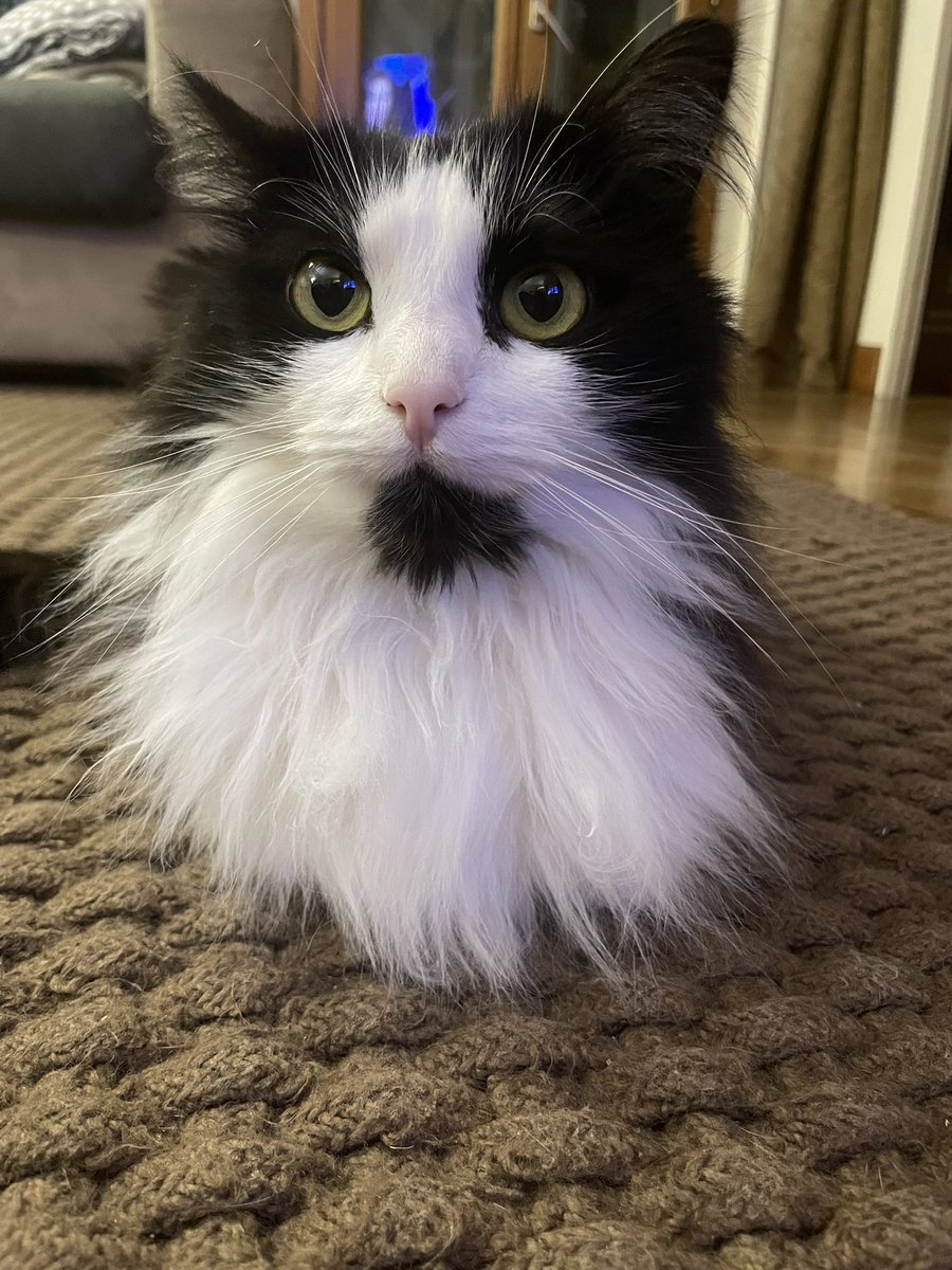 RevienParis ✨😽🚗🧚‍♀️ tweet media