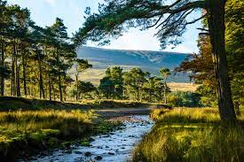 UKEscape's tweet photo. The 2022 Discover Bowland Guide is now available 👏 Grab your copy at #Laythams and explore more of the beautiful #ForestOfBowland 🌳

https://t.co/Pv0rqTuNmR https://t.co/41jp5zeBrT