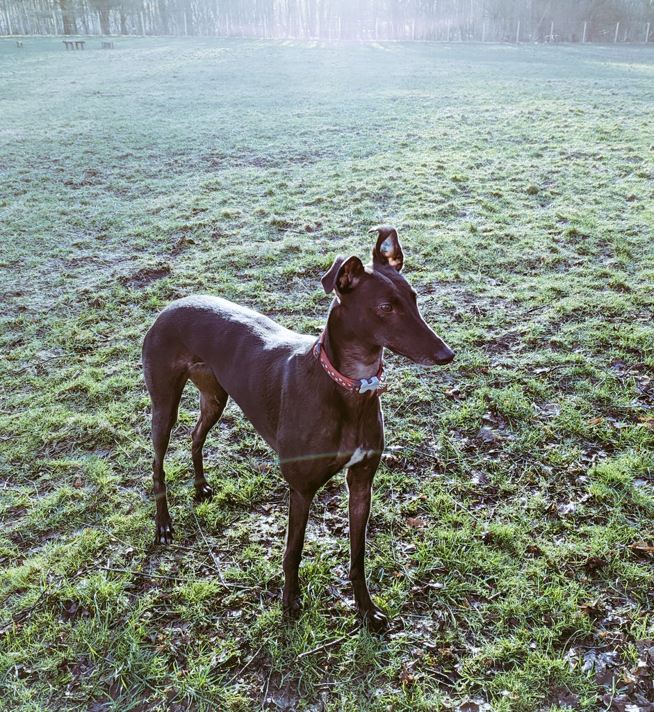 I'm not Irish, but this little stunner is! So Happy St. Patrick's Day from Cricket!