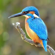 WakerWaves's tweet photo. @Hydrawave1 Easy! Common KingFISHer https://t.co/NWfumDnLtn
