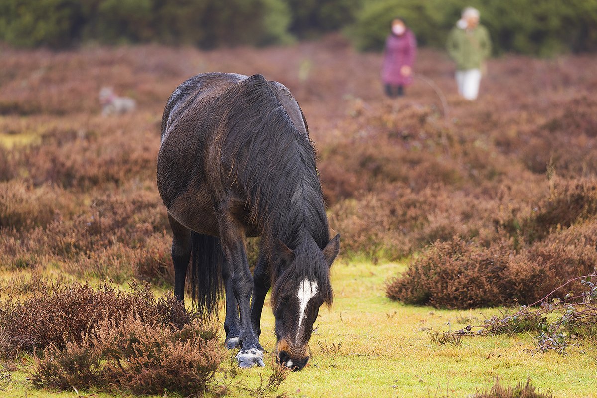 The amount of #dog waste found on the #NewForest &amp; the risks it can pose to wildlife are of great concern for the local community. We're putting up additional signage &amp; asking visitors to pick up their dog waste &amp; dispose of it in a nearby bin or take it home.

#CareForTheForest