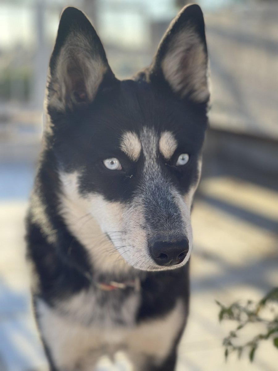 imlicblacky's tweet photo. Gris💙 https://t.co/oJik84DLBM