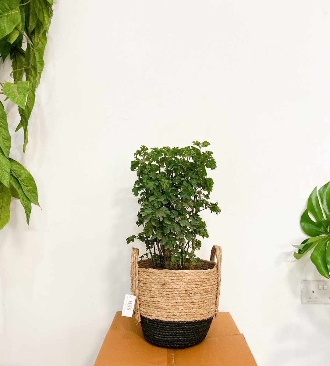 monsteragreen_'s tweet photo. Stylishly matching plants with eccentric planters

#gardening #houseplantsgh #ghana https://t.co/0r6cEEMDZS