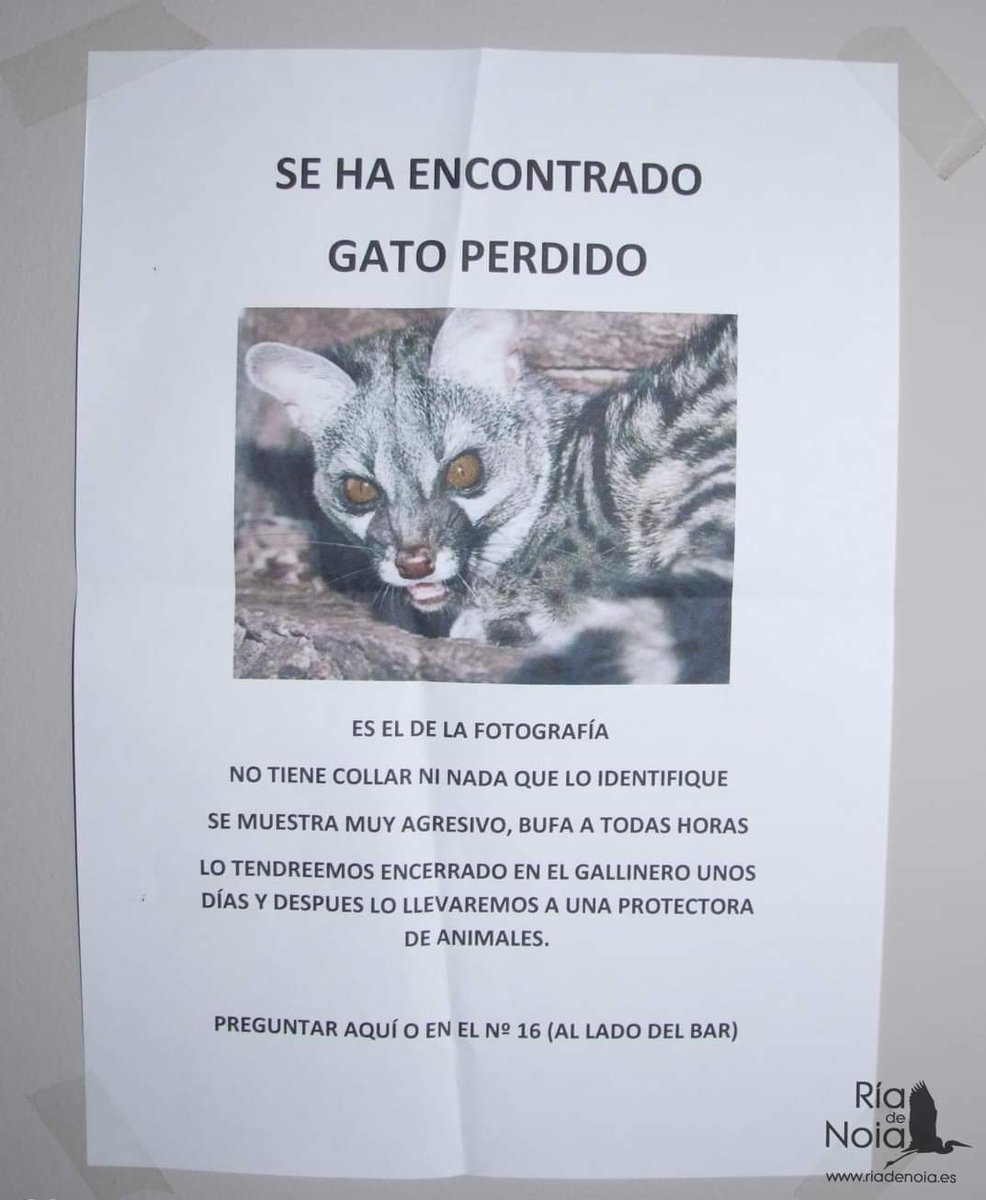 pinosysembrados's tweet photo. Por cosas como estas es necesaria la #educaciónmedioambiental: Se conocen especies d fuera y del propio país no
Esto no es un 🐱, es una Gineta (Genetta genetta). Si tú tampoco lo sabías y quieres saber + sobre la especie le dediqué esta entrada en mi blog https://t.co/uKFkRYOpzc https://t.co/QPWl21xJmh