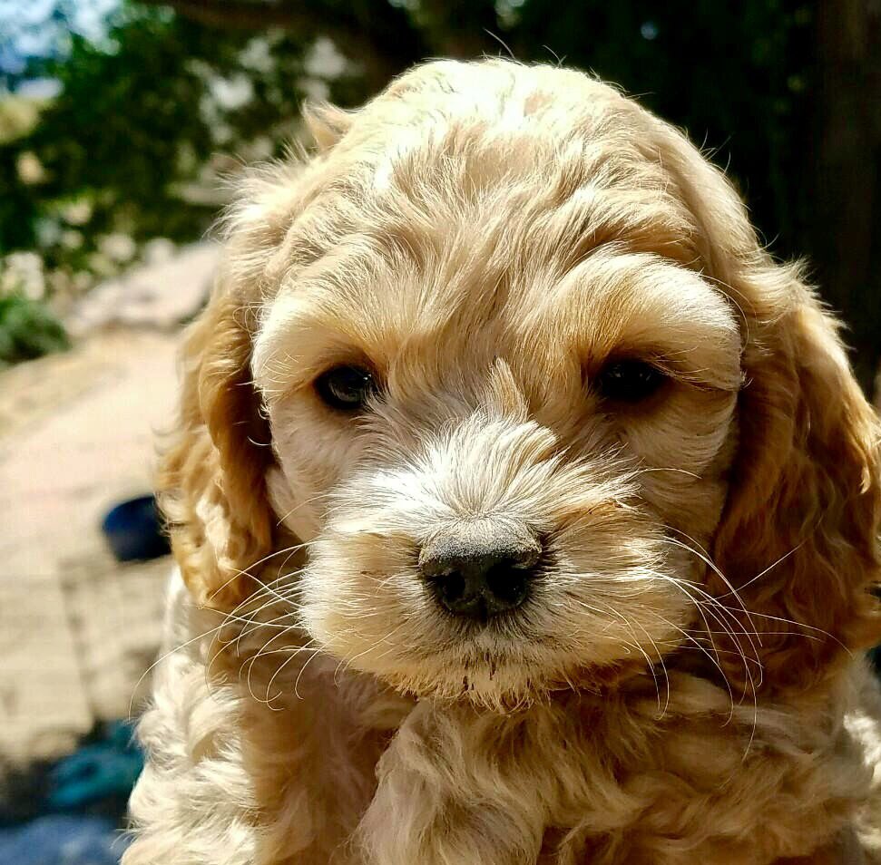 SupportDem4Life's tweet photo. @AudreyAllan2022 You gotta love their unconditional love…..PS; my little ones terror time was/is between 6-8pm….reward the good behavior..it works. https://t.co/NFYE2aKjuj