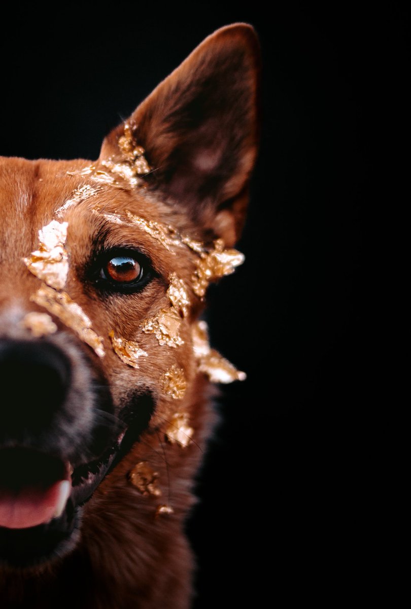 Sir Quilliam Star-Lord 🚀 tweet media